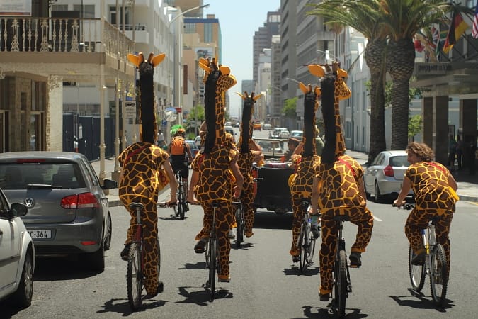 BOS Giraffes in Cape Town 2