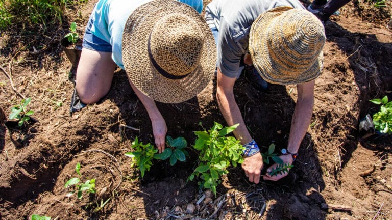 people planting tree