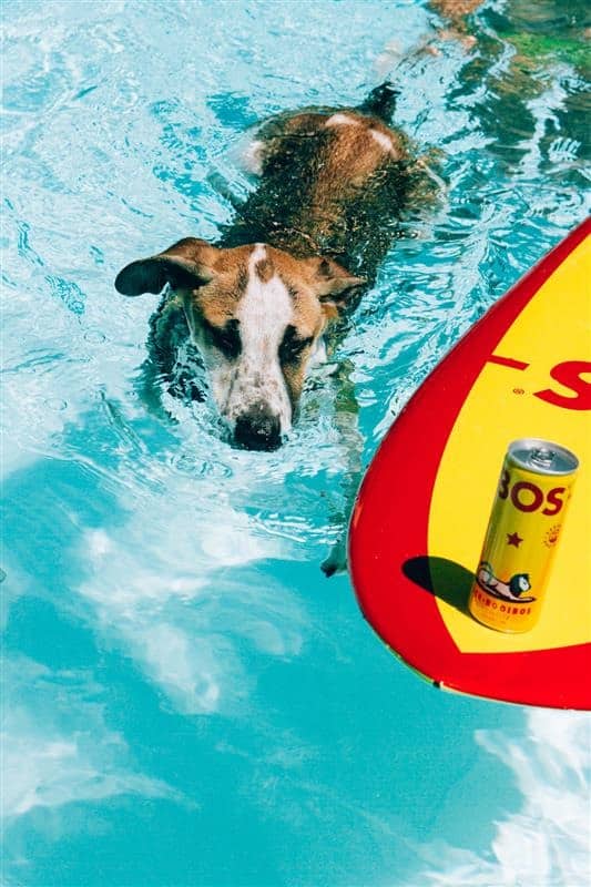 rooibos benefits for dogs calmness
