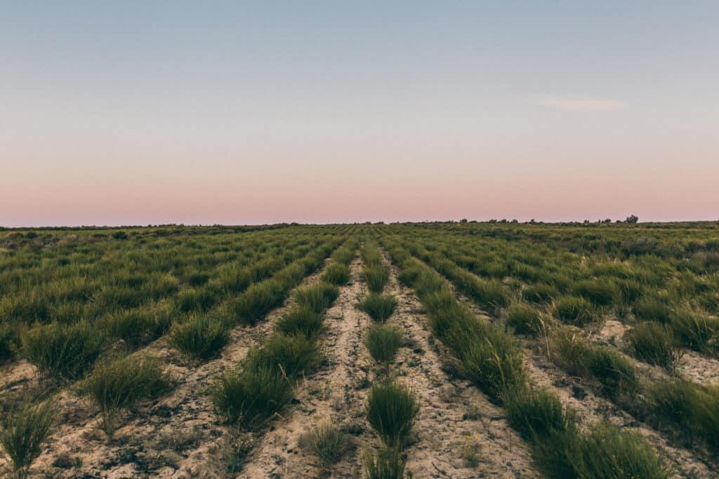 rooibos field at dawn mmm print roy